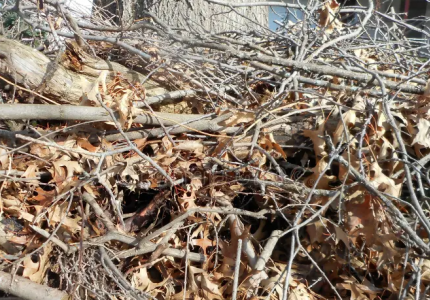 Brush Pile