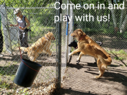 Dogs excitedly greeting each other at the entrance of the Crosslake Dog Park.  The caption says, "Come on in and play with us!"