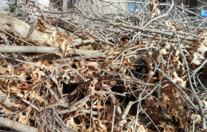 Brush Pile